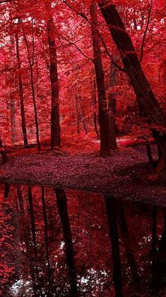 red trees and leaves are reflected in the water