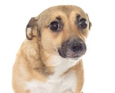 a small brown and white dog looking at the camera