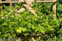 a garden filled with lots of green plants