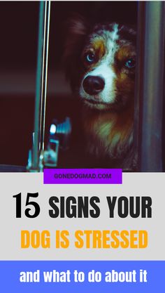 Our dogs can become stressed just like we humans do. Environmental factors play an important role in our dog's mental well being, but it's not always easy to spot our dog's stress signals. Find out the 15 common signs of stress in dogs and how you can help relieve your dog's anxieties.#DogCare #DogAnxiety #DogOwnerTips#DogBehaviour #DogMom via @gonedogmad1 Puppy Obedience Training, Dog Behavior Training, Positive Dog Training, Easiest Dogs To Train, Dog Behavior Problems, Basic Dog Training, Puppy Training Tips