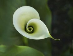 a white flower that is in the middle of some green leaves and has a spiral design on it's center