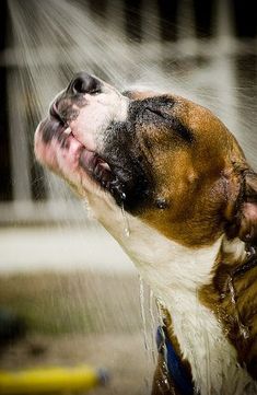 a brown and white dog taking a shower with water from it's mouth on a sunny day