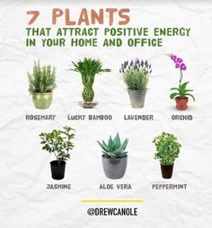 the seven plants that attract positive energy in your home and office