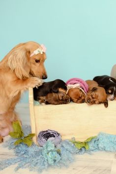 a group of puppies laying on top of a wooden bed next to each other