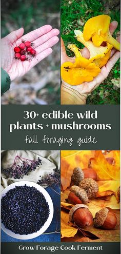 the cover of 30 edible wild plants and mushrooms full foraging guide by grow forget cook ferment