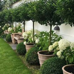 a row of potted trees in front of a white wall