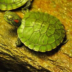 two small turtles sitting on top of a rock