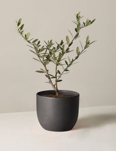 an olive tree in a black pot on a white table top with minimalist lighting