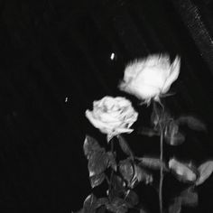 a black and white photo of a rose