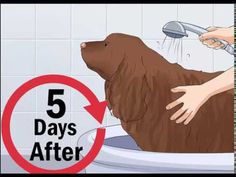 a brown dog sitting in a bathtub with the words 5 days after it has been washed