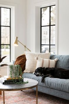 a black dog laying on top of a gray couch