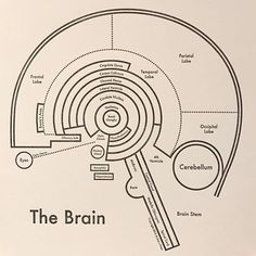 a diagram of the brain in black and white, with text below it that reads'the brain '