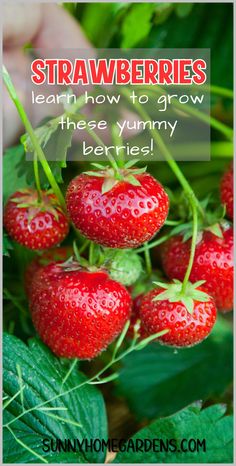 Learn how to plant strawberries for a successful harvest with this guide. Discover tips on plant care, watering, and harvesting for the sweetest summer berries. Perfect for beginner and experienced gardeners alike. Potted Strawberry Plants, Strawberries Garden, Gemüseanbau In Kübeln, Growing Vegetables In Pots