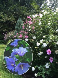 an image of blue and white flowers in the grass with a circular mirror behind it