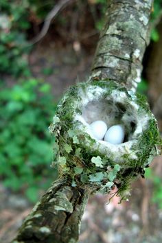 two eggs are in a nest on a tree branch, with moss growing all over it