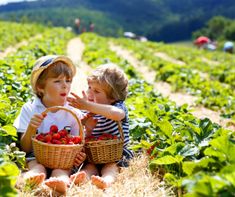 two little kids sitting in the middle of a strawberry field with straw baskets on their lap