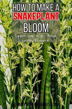 how to make a snake plant bloom learn how to get these pretty blooms in the spring