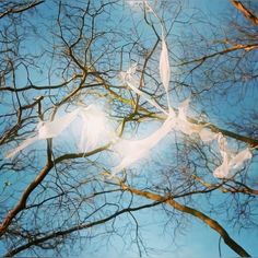 the branches of trees are covered with plastic bags