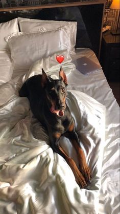 a black and brown dog laying on top of a white bed covered in sheets with a red heart