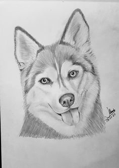 a pencil drawing of a husky dog with his tongue hanging out and eyes wide open