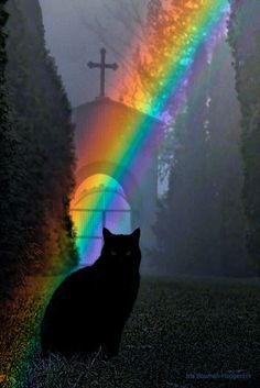 a black cat sitting in the grass under a rainbow