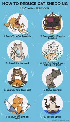 the instructions for how to reduce cat shedding and prevent them from scratchings, littering