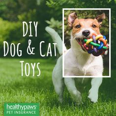 a dog holding a toy in its mouth with the caption diy dog and cat toys