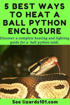 a snake with the words 5 best ways to heat a ball python enclosure on it