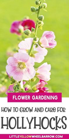 pink flowers with the words flower gardening how to grow and care for hollyhocks