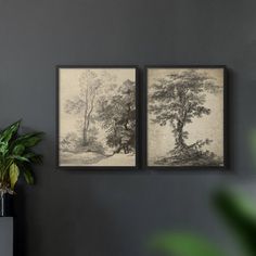 two black and white paintings hanging on the wall next to a potted green plant