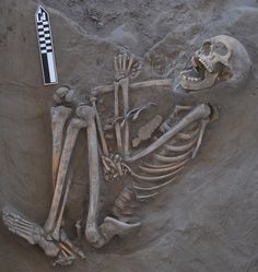 there is a skeleton in the sand next to a sign