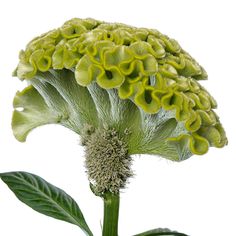 a close up of a flower on a white background