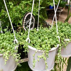 three buckets filled with green plants hanging from strings in a garden center or nursery