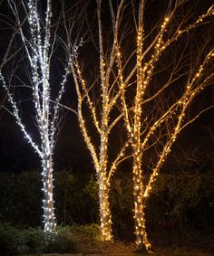 two lighted trees in the dark with no leaves