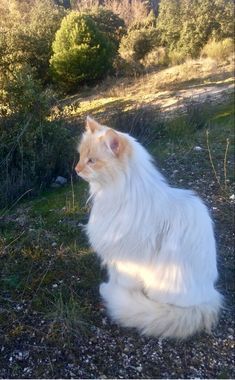 a fluffy white cat sitting on top of a grass covered field next to bushes and trees