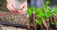 two pictures with plants growing in them and one is holding a seedling sprout