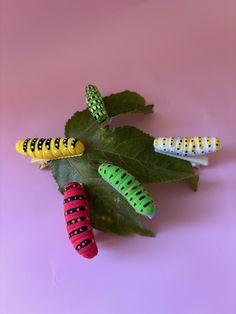 four colorful caterpillars on a green leaf