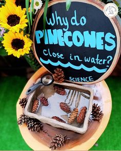 there is a sign that says why do pinecones close in water? and some flowers