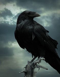 a black bird sitting on top of a tree branch in front of a cloudy sky