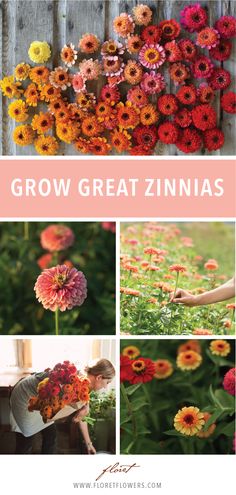 flowers growing in the garden with text overlay that reads grow great zinnas