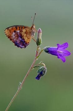 a butterfly sitting on top of a purple flower