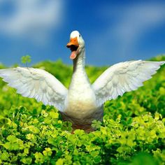 a white goose with its wings spread out in the middle of some green plants and bushes