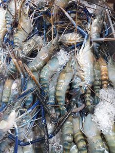 many shrimp are gathered together on the ice covered ground in plastic wrap and wrapped around wires