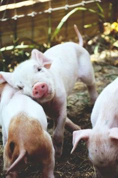 three small pigs standing next to each other