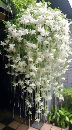 white flowers are hanging from the side of a building