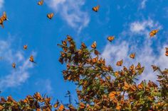 a bunch of butterflies flying in the air above some trees and blue sky with white clouds