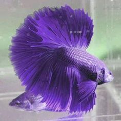 a purple fish that is swimming in some water