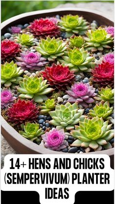 A stunning display of Hens and Chicks (Sempervivum) showcased in a variety of creative planters, including modern pots and rustic trays. The image highlights vibrant succulent rosettes arranged in innovative ways, demonstrating different planting ideas that enhance garden aesthetics. Decorative elements complement the arrangements, providing inspiration for both modern and rustic styles. This visual captures the endless possibilities for showcasing Hens and Chicks, inviting viewers to elevate th Hens And Chicks Planting Ideas, Container Arrangements, Container Ideas, Succulent Planters, Planting Ideas, Small Cactus, Animal Planters