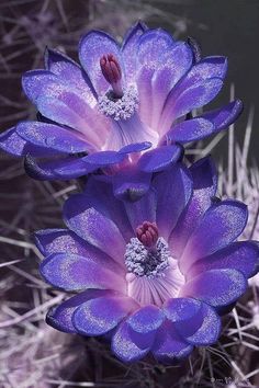 two purple flowers in the middle of a cactus