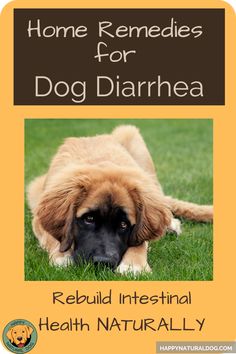 Home remedies for dog diarrhea can sometimes avoid a trip to the vet and pricey prescription food and medication - learn the causes of dog diarrhea and natural remedies that can help! Holistic Products, Senior Dogs, Natural Health Care, Leaky Gut, Upset Stomach, Best Dog Food, Natural Remedy